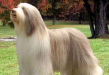 Algunos de los Perros más Caros