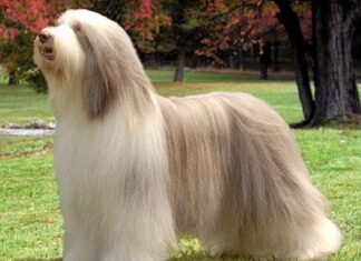 Algunos de los Perros más Caros