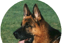 La introducción del gato en los hogares con perro 1ª parte