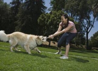 Cómo conseguir que nuestro perro suelte algo