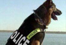 Cómo elegir el perro adecuado