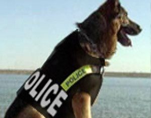 Perros policías
