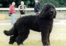 Barbet o perro de agua francés