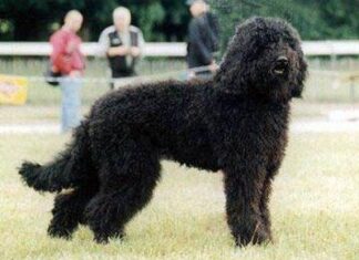 Barbet o perro de agua francés