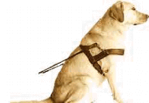 Perros guías