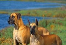 Cuidados del perro en invierno