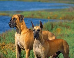 Perros peligrosos