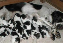 La primera noche de un cachorro en casa