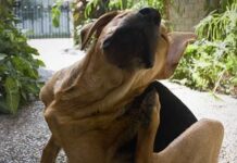 Parásitos externos que pueden atacar a su perro