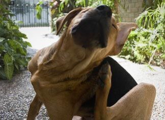 Parásitos externos que pueden atacar a su perro