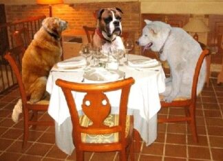 Cafetería para Perros.