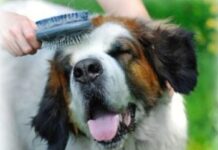 Cuidados Básicos para el Pelo de nuestro Perro cuidados-pelo-perro