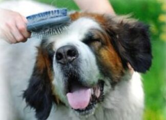 Cuidados Básicos para el Pelo de nuestro Perro cuidados-pelo-perro
