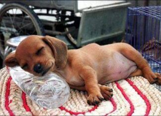 Perro con pesadillas