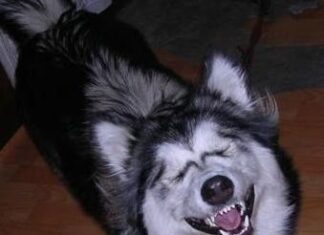 Perro hablador