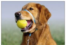 Enseña a tu perro a no tirar de la correa correa gentle leader