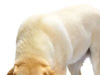 Evitar que el perro muerda a nuestros hijos perro comiendo