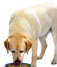 Evitar que el perro muerda a nuestros hijos perro comiendo