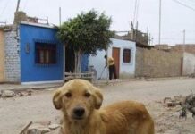 Los cuidados de la raza Beagle