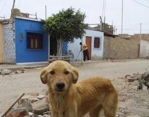 Perros callejeros