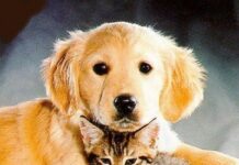 Los Perros y Gatos pueden llevarse bien