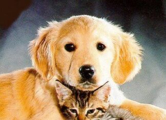 Los Perros y Gatos pueden llevarse bien
