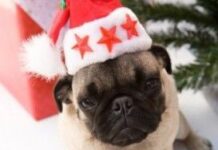 Regalar un perro por Navidad