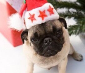 Regalar un perro por Navidad