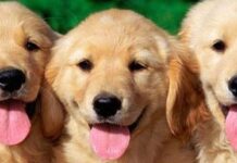 Canis lupus familiaris