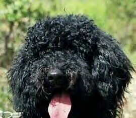 Barbet