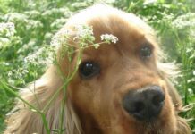 El mundo de los perros