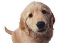 Cómo tratar a un perro miedoso