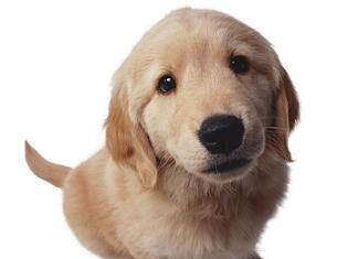 Perro culpable