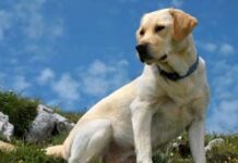 Algunos consejos para adoptar una nueva mascota