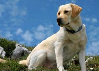 Labrador Retriever