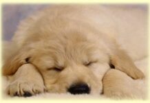 Causas de la agresividad en los perros