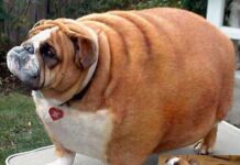 ¿Dónde conseguir un cachorro?