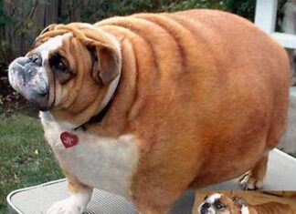 Obesidad en perros