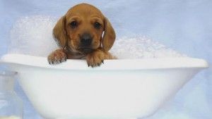 bañar al perro en invierno