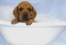 Bañar a un perro en invierno bañar al perro en invierno