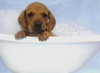 Bañar a un perro en invierno bañar al perro en invierno