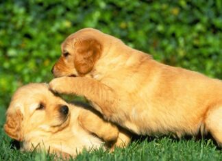 ¿Perros peligrosos?