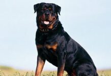 Rottweiler