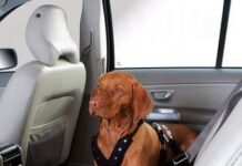 Pasear al perro: collar o arnés perro con arnes