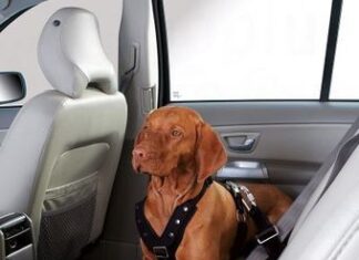 Pasear al perro: collar o arnés perro con arnes