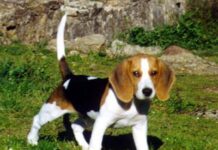 Perros del metro de Madrid