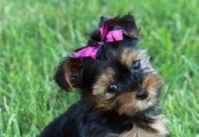 Perros Pequeños: la mejor opción en Casas de poco espacio