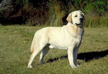 Labrador Retriever