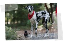 Características de los perros dominantes