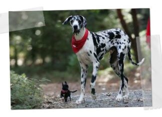 Características de los perros dominantes